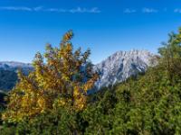 Herbstlicher Ahornbaum mit dem Watzmann dahinter